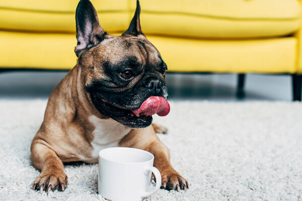 cute french bulldog showing tongue while lying on carpet near cup of coffee 