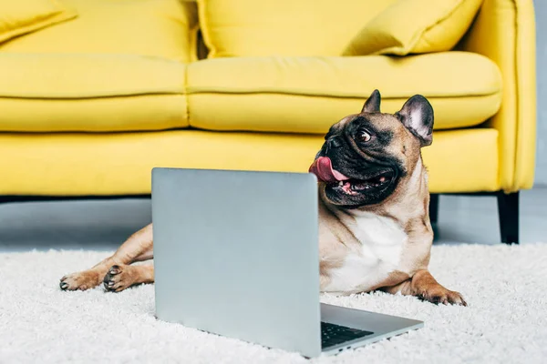 Cute Francuski Bulldog Pokazując Język Leżąc Dywanie Pobliżu Laptopa — Zdjęcie stockowe