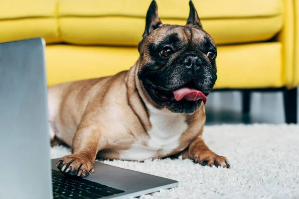 Adorable French Bulldog Showing Tongue While Lying Carpet Laptop — Stock Photo, Image