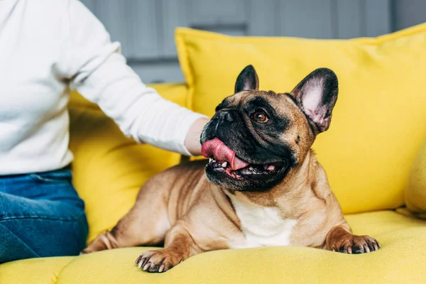 Corte Vista Mulher Tocando Bonito Francês Bulldog Deitado Sofá Amarelo — Fotografia de Stock