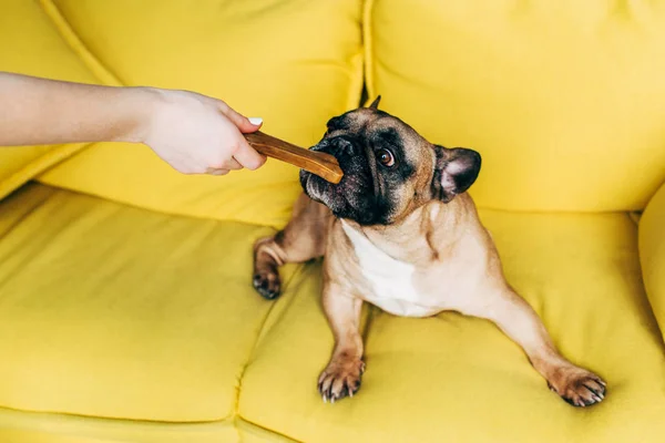 Vista Recortada Mujer Alimentación Bulldog Francés Lindo Con Bocadillo Forma — Foto de Stock