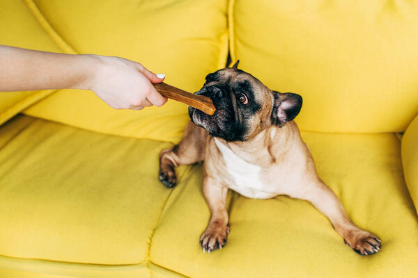 cropped view of woman feeding cute french bulldog with bone-shaped snack  