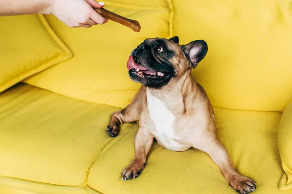 Sevimli Fransız Bulldog Için Kemik Şeklinde Snack Veren Kadının Kırpılmış — Stok fotoğraf