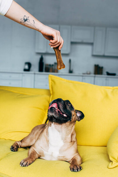 cropped view of woman giving bone-shaped snack to cute french bulldog lying on yellow sofa 