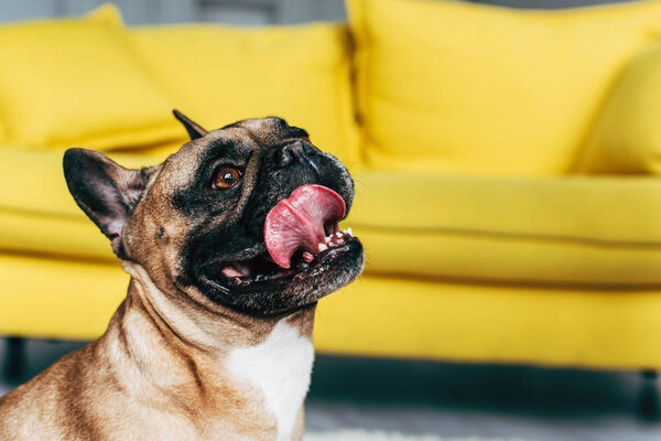 милый французский бульдог показывает язык возле желтого дивана дома
