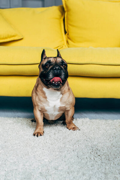 adorable french bulldog showing tongue while sitting on carpet near yellow sofa at home