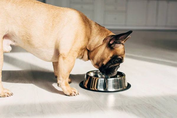 Hungrig Fransk Bulldog Tittar Skål Rum Med Solsken — Stockfoto