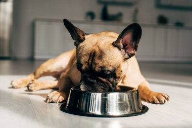 cute and hungry french bulldog lying and looking at bowl at home clipart