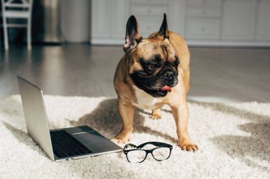 Laptop ve gözlük yakın halı üzerinde ayakta sevimli Fransız Bulldog 