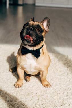 evde oturan siyah yay kravat sevimli Fransız Bulldog üzerinde güneş ışığı 