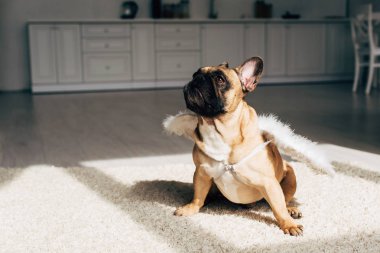 evde halı üzerinde oturan beyaz melek kanatları sevimli Fransız Bulldog 