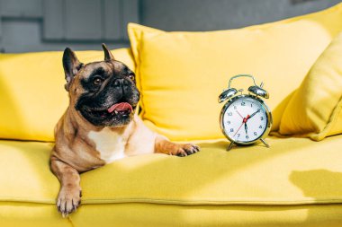 Sarı kanepe üzerinde Retro çalar saat yakın yatan sevimli Fransız Bulldog 