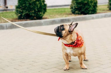 Kırmızı eşarp giyen sevimli ve bağlanmış safkan Fransız Bulldog 