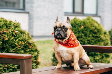 sevimli Fransız Bulldog kırmızı eşarp giyiyor ve ahşap tezgah üzerinde oturuyor 