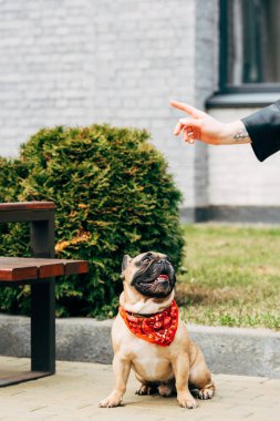 Kırmızı eşarp el eğitim sevimli Fransız Bulldog üzerinde dövme ile kadının kırpılmış görünümü 