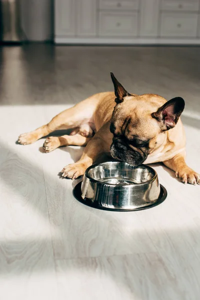 Schattige Franse Bulldog Liggend Kijken Naar Bowl Kamer Met Zonneschijn — Stockfoto