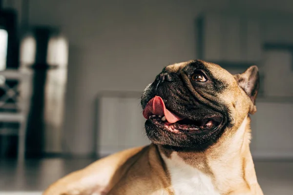 Lumière Soleil Sur Bouledogue Français Mignon Montrant Langue Maison — Photo