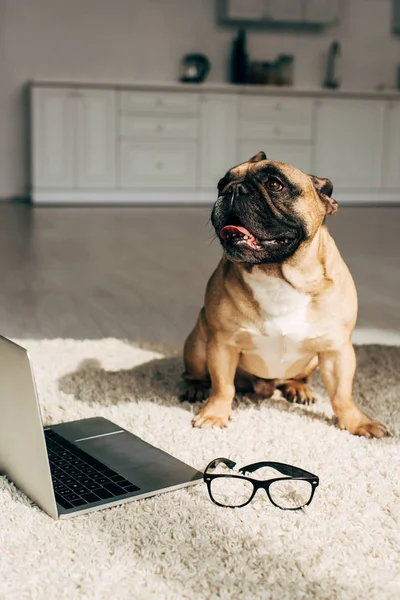 Niedliche Französische Bulldogge Sitzt Auf Teppich Neben Laptop Und Brille — Stockfoto