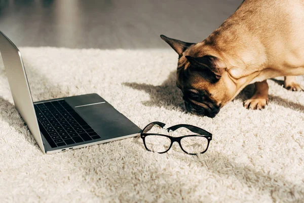 Cute Francuski Bulldog Pachnące Dywan Pobliżu Laptopa Okulary — Zdjęcie stockowe