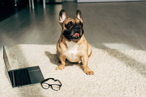 可爱的法国斗牛犬坐在地毯附近的笔记本电脑和眼镜 — 图库照片