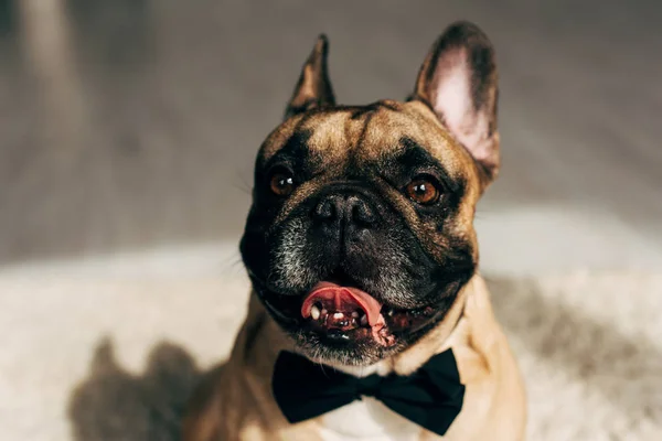 Close Adorable French Bulldog Black Bow Tie — Stock Photo, Image