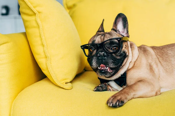 Bedårande Fransk Bulldog Svart Fluga Och Glas Liggande Gul Soffa — Stockfoto