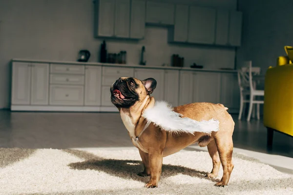 Schattige Franse Bulldog Witte Engelenvleugels Staande Tapijt Thuis — Stockfoto