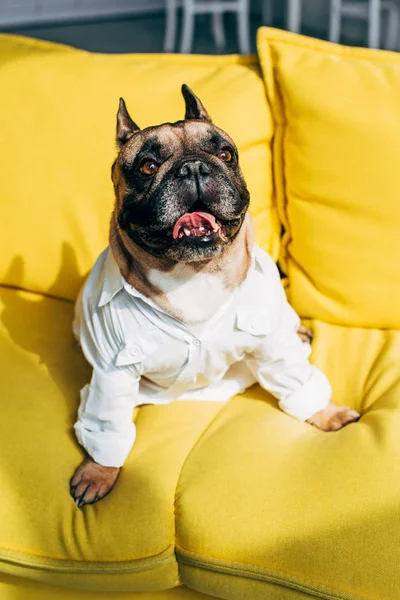 Lindo Bulldog Francés Camisa Sentado Sofá Amarillo Sala Estar — Foto de Stock