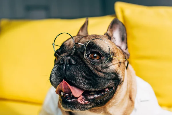 Primer Plano Bulldog Francés Lindo Gafas Que Muestran Lengua Casa — Foto de Stock