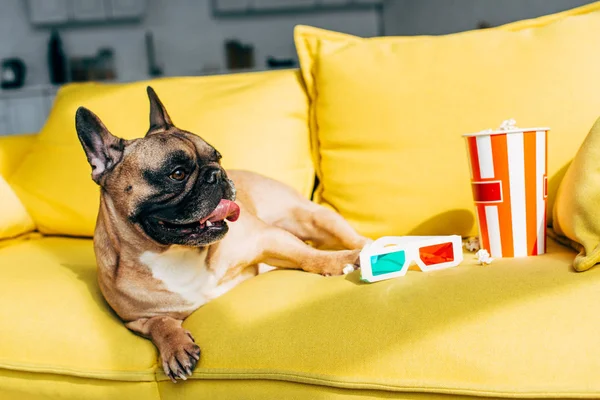 Bulldog Francês Bonito Deitado Perto Óculos Pipoca Saborosa Balde Sofá — Fotografia de Stock