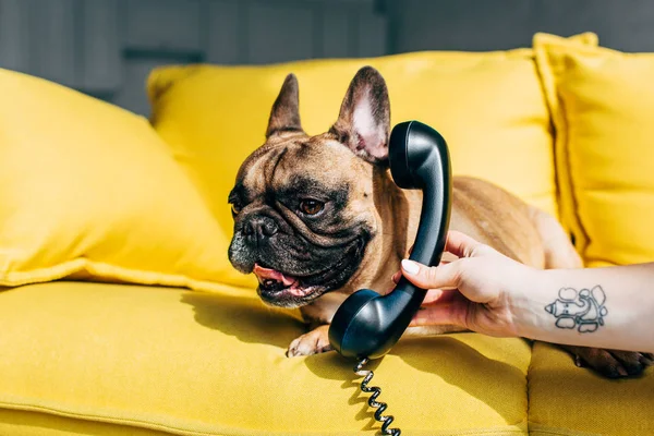 Oříznutý Pohled Ženu Tetováním Ruce Retro Telefon Blízko Roztomilým Francouzským — Stock fotografie