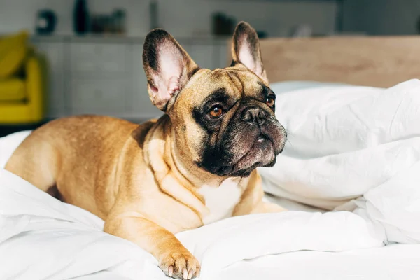 Adorable Bulldog Francés Acostado Sobre Ropa Cama Blanca Dormitorio Moderno —  Fotos de Stock