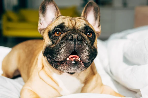 Närbild Bedårande Fransk Bulldog Ligger Vita Sängkläder Modernt Sovrum — Stockfoto