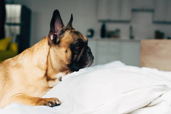自宅で白い枕の近くに横たわっているキュートで純血種フランスのブルドッグ — ストック写真