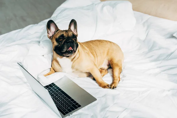 Niedliche Französische Bulldogge Liegt Neben Laptop Auf Weißem Bettzeug Hause — Stockfoto