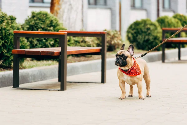 Adorable Leashed Purebred French Bulldog Standing Wooden Benches — Stock Photo, Image