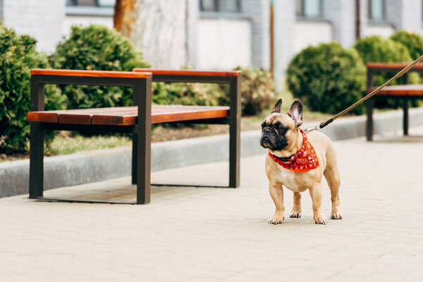 adorable and leashed purebred french bulldog standing near wooden benches 