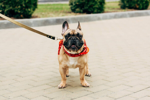 adorable and leashed french bulldog in red scarf on street 