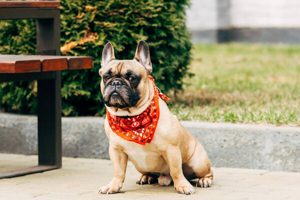cute french bulldog wearing red scarf and sitting near wooden bench 