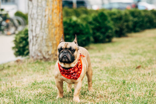 cute french bulldog wearing red scarf standing on green grass 