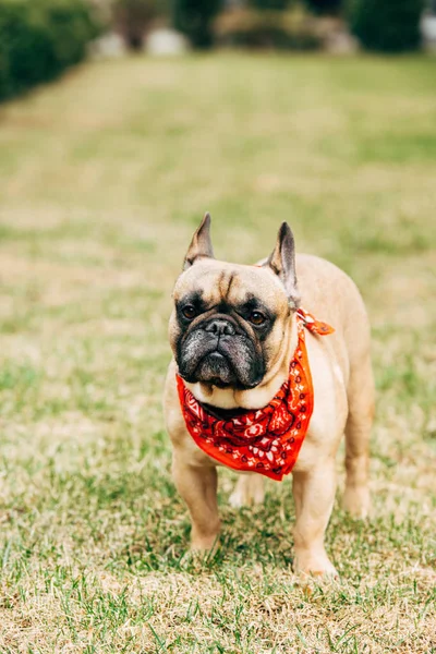 Reinrassige Französische Bulldogge Mit Rotem Schal Steht Auf Grünem Gras — Stockfoto