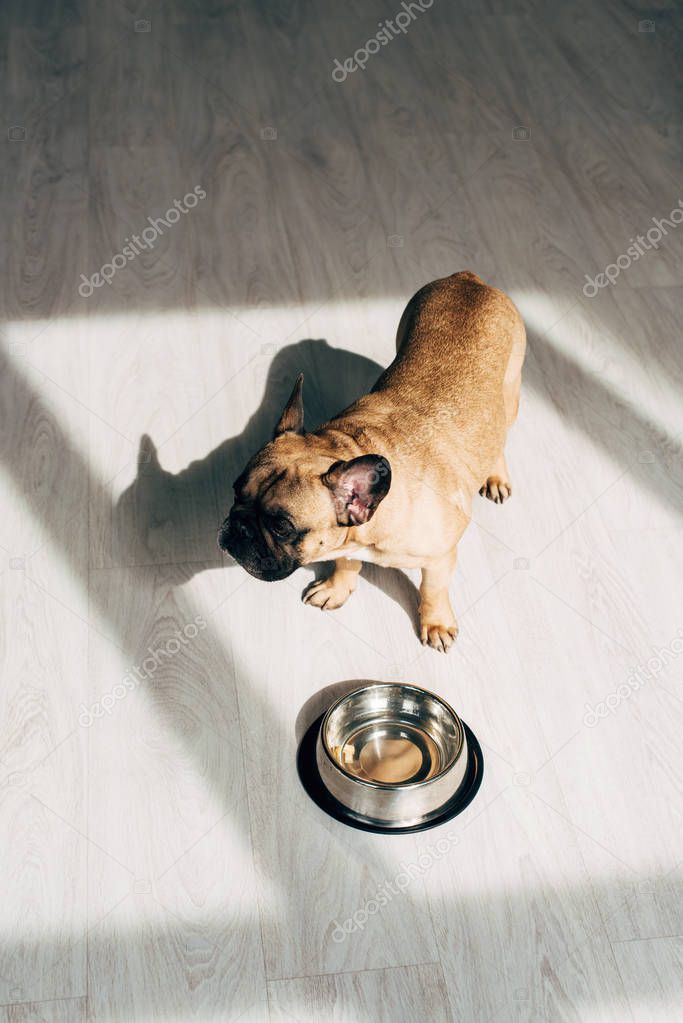 overhead view of adorable french bulldog standing near bowl at home