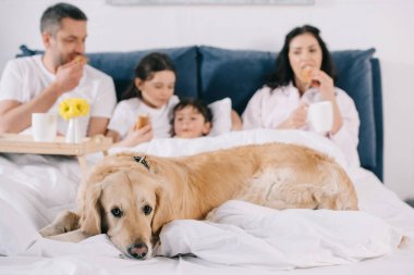 yatakta kahvaltı yiyen aile yakınında altın retriever seçici odak 