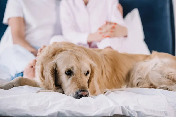 Recortado Vista Pareja Cerca Lindo Golden Retriever Dormitorio —  Fotos de Stock