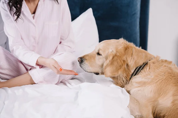 Bijgesneden Beeld Van Vrouw Gebaren Buurt Van Golden Retriever Thuis — Stockfoto