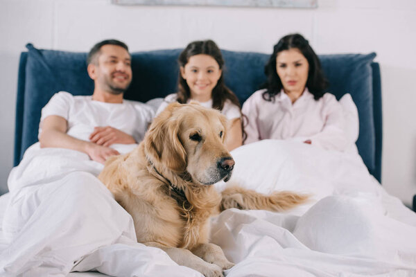 selective focus of golden retriever lying on bed near parents and kid 