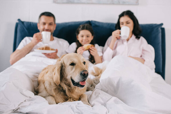 selective focus of golden retriever lying on bed near parents with cups and kid