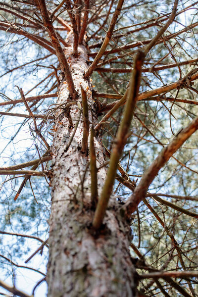 Low angle view of pine tree branches and sky in forest