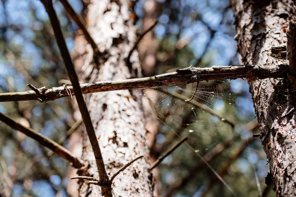 Low angle view of pine tree with spiderweb in forest — Stock Image Low Angle View Pine Tree Spiderweb Forest Royalty Free Stock Images