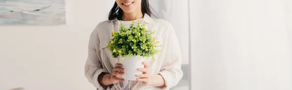 緑の植物と植木鉢を保持するラテン女性のパノラマショット — ストック写真